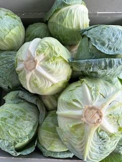 Cabbage Display